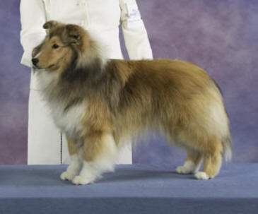 Squires shelties best sale